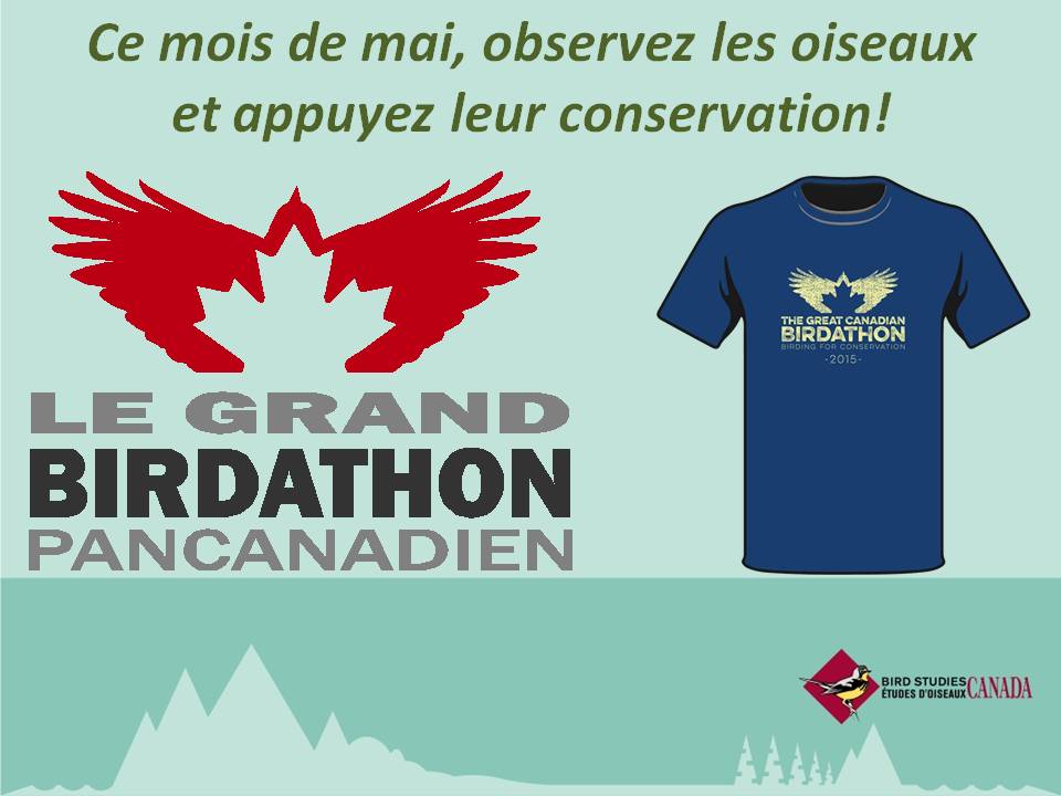 Joignezvous à Études d'Oiseaux Canada pour le Grand Birdathon